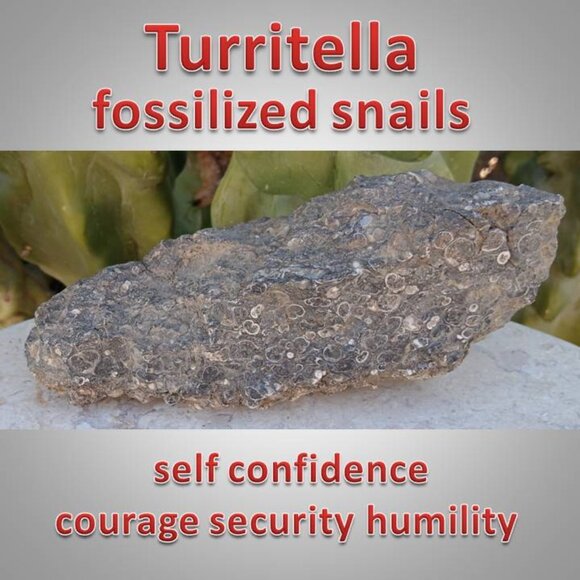 Turritella agate raw snail fossil rock stone chunk 01 - Picture 1 of 6